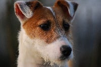 Étalon Jack Russell Terrier - Suzan's Pride Heidi