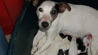 Étalon Jack Russell Terrier - Artemis du clos de GRIZAILLOUX (Sans Affixe)