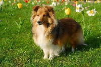 Étalon Shetland Sheepdog - Délice du Jardin d'Angélique