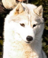 Étalon Siberian Husky - Dolce stella di neve Of Settler's Bay