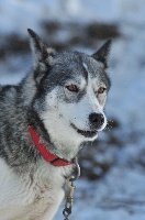 Étalon Siberian Husky - CH. Avalanche des rêves de l'hiver blanc