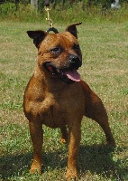 Étalon Staffordshire Bull Terrier - Easy girl of Red Twister