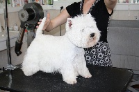 Étalon West Highland White Terrier - Young dream From castle of beauties