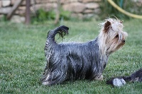 Étalon Yorkshire Terrier - Emmy-rose De la vierge doree