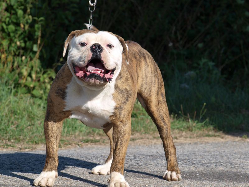 https://www.chiens-de-france.com/photo/chiens/2010_08/chiens-Bouledogue-americain-d7e97698-1862-d754-ddeb-9706dfa51bd1.jpg