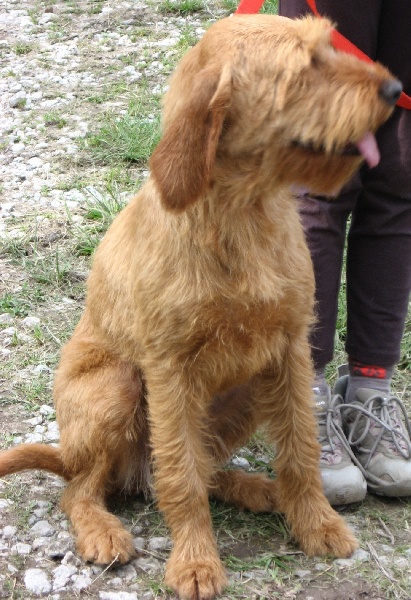 Douchka Du Rallye De Ramondens Chien De Race Toutes Races En