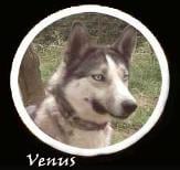 Vénus (Sans Affixe)