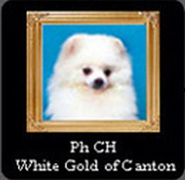 White gold of canton