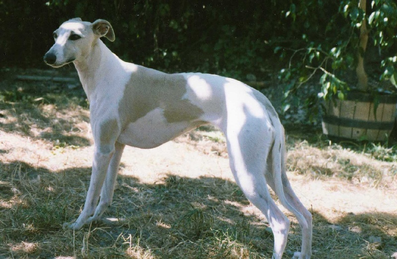 Les Whippet de l'affixe   des pierres de jade