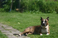 Étalon American Staffordshire Terrier - deamian's pride Catinka