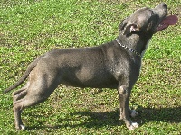 Étalon American Staffordshire Terrier - The Real Staffs Guapa