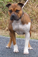 Étalon American Staffordshire Terrier - Doodlebug aka prada Of big-idle