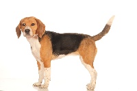 Étalon Beagle - Dessybel de l'echo du bonnet