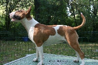 Étalon Bull Terrier - Daisy of Bull's city