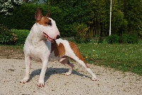 Étalon Bull Terrier - Choukha bullbizarres