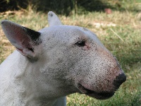 Étalon Bull Terrier - Pretoria Des deux mandragores
