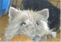 Étalon Cairn Terrier - CH. Vanylle caramelle du Pays des Lylows