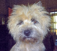 Étalon Cairn Terrier - CH. Dam zaiy peppermint du Pays des Lylows