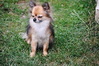 Étalon Chihuahua - Billy des jolis coeur de stanley