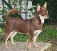Étalon Chihuahua - CH. Eclair d'eugénie De L'isle Au Vert Coteau