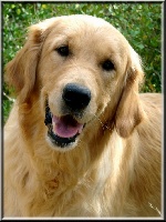 Étalon Golden Retriever - Don' t worry be happy du Sarmizegetusa Regia