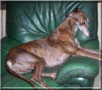 Étalon Greyhound - Aehlys d'ebène Du domaine de pharamond