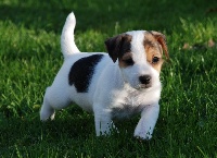 Étalon Jack Russell Terrier - Dopamine Fancy free