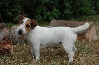 Étalon Jack Russell Terrier - Dany-white De la roche turpin