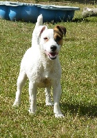 Étalon Jack Russell Terrier - Elite des Gres de Malleville