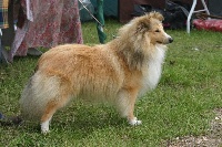 Étalon Shetland Sheepdog - Bhilai suon De la vallée des noyeres