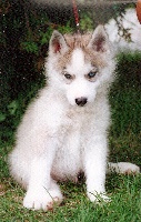 Étalon Siberian Husky - Hairy sharon Du loup polaire