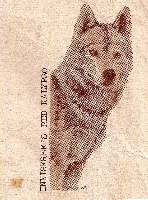 Étalon Siberian Husky - CH. Innisfree's Red kalypso