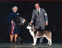 Étalon Siberian Husky - CH. Kortar's Kesu