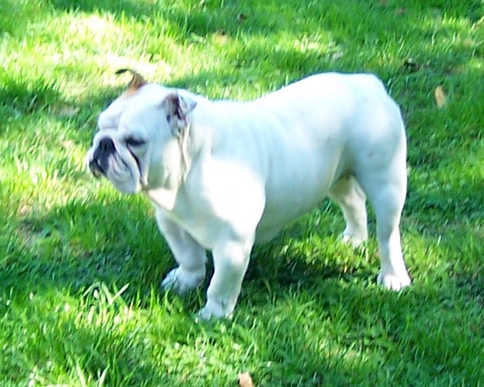 Les Bulldog Anglais de l'affixe   du Domaine de l'Oolum