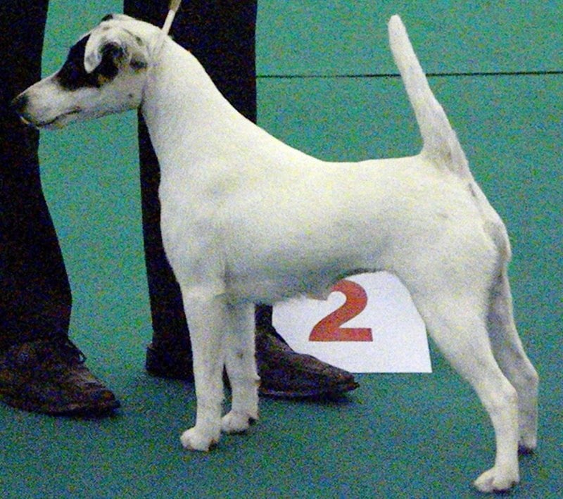 Fox-terrier à poil dur, chien statue de marbre, édition limitée