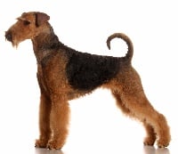 Étalon Airedale Terrier - CH. Damask rose of Utley