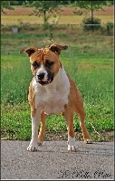 Étalon American Staffordshire Terrier - Extra Madgix beautyful staff