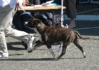 Étalon American Staffordshire Terrier - Earth wind and fire dit kovoo De karysha