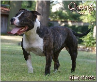 Étalon American Staffordshire Terrier - Buddy Doggz Star Kennel DarkMoon of Queensbridge  aka  "Queens"