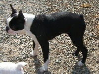 Étalon Boston Terrier - Dana du Comte d'Orval