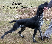 Étalon Braque allemand à poil court - Cooper du coeur de Crulant