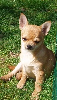 Étalon Chihuahua - Bimbos de la Voie des Péniches
