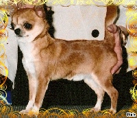 Étalon Chihuahua - CH. hi-c Little rascal-s