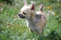 Étalon Chihuahua - Elysee Des muses du haut forez