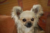 Étalon Chihuahua - Edition de la ferme arc en ciel