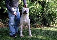 Étalon Dogo Argentino - Paco verdes pampas