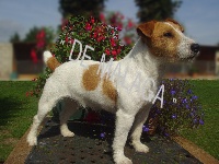 Étalon Jack Russell Terrier - Victime De malaga