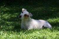 Étalon Jack Russell Terrier - Diaoulig du Terrier de Lafont de La Gartempe