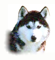 Étalon Siberian Husky - CH. Edrie Of siberian star