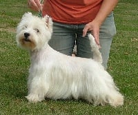 Étalon West Highland White Terrier - Delight De la combe berail
